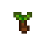 Taro Tuber