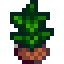 Tea Sapling
