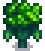 Broccoli at harvest