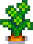 Carrot at harvest