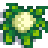 Cauliflower at harvest