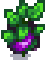 Eggplant at harvest