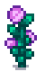 Fairy Rose at harvest