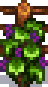 Grape at harvest