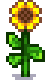 Sunflower at harvest