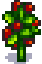 Tomato at harvest